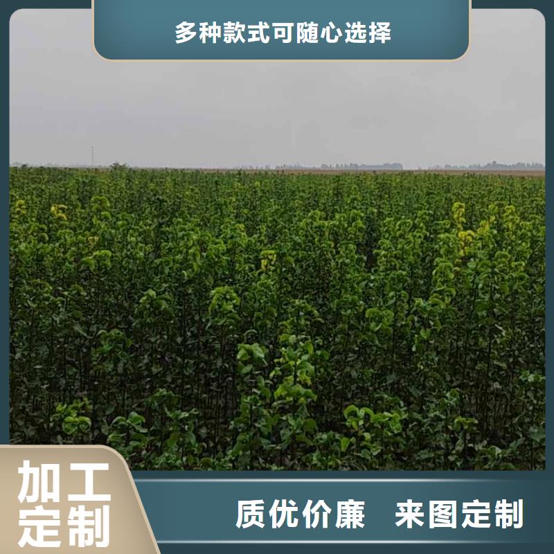 梨皇冠梨树苗大品牌值得信赖