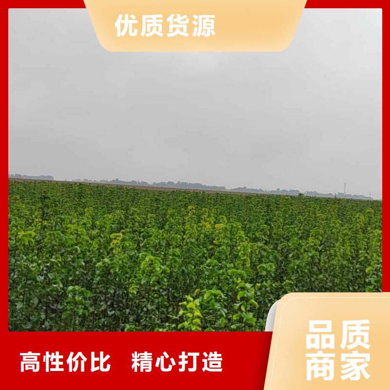 秋月梨种植苗一颗多少钱