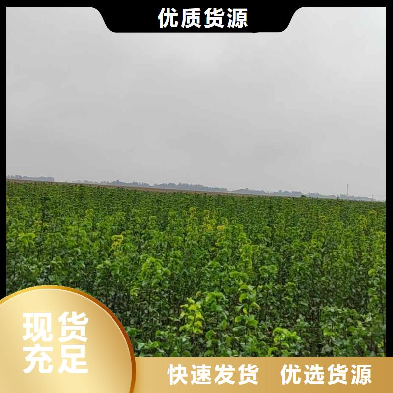 秋月梨苗哪里的品种纯