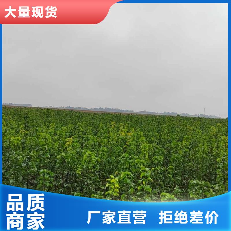 秋月梨种植苗批发低价