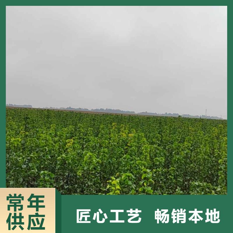 秋月梨种植苗哪里有卖的