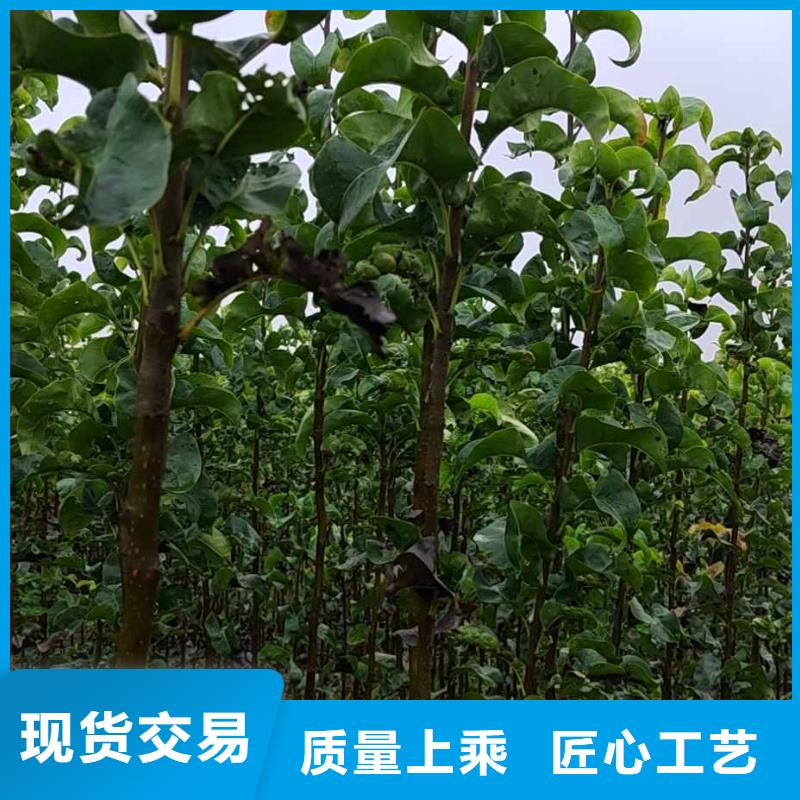 秋月梨苗生产基地