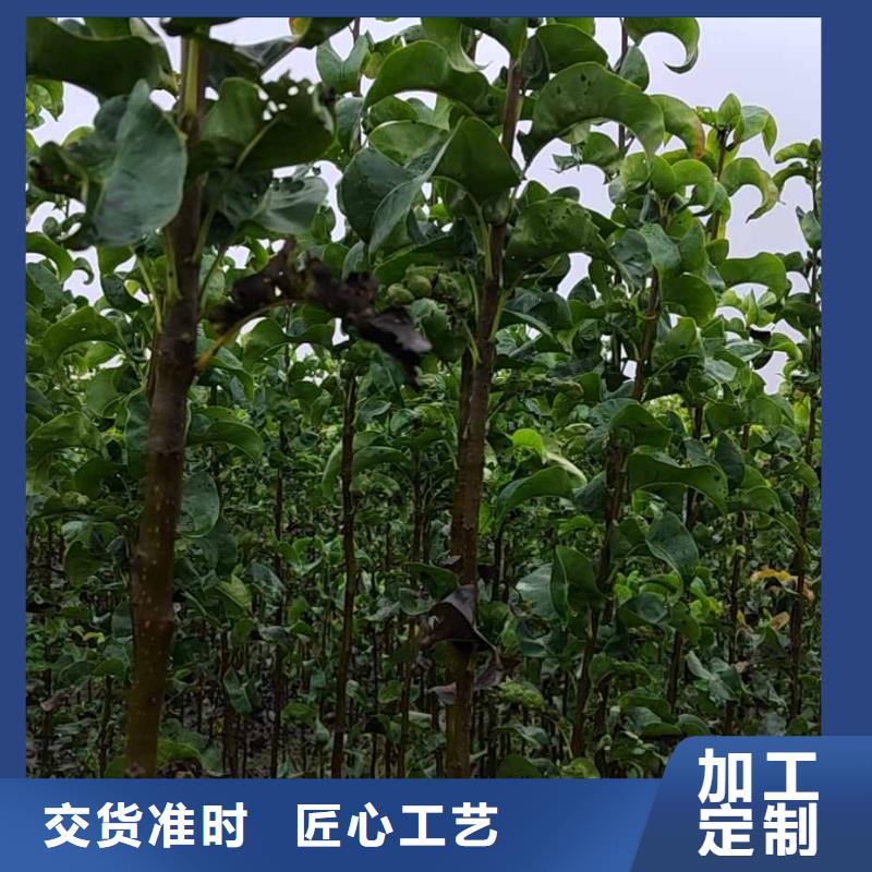 秋月梨种植苗一亩地利润