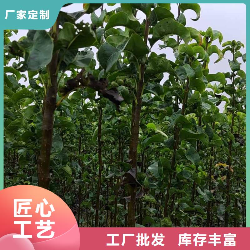秋月梨种植苗新品种