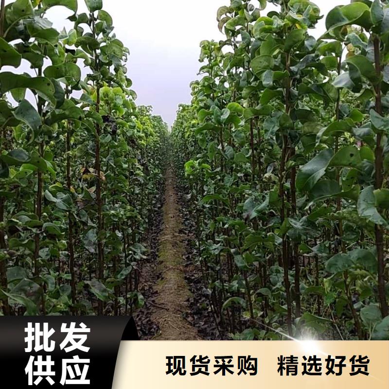 秋月梨苗量大从优