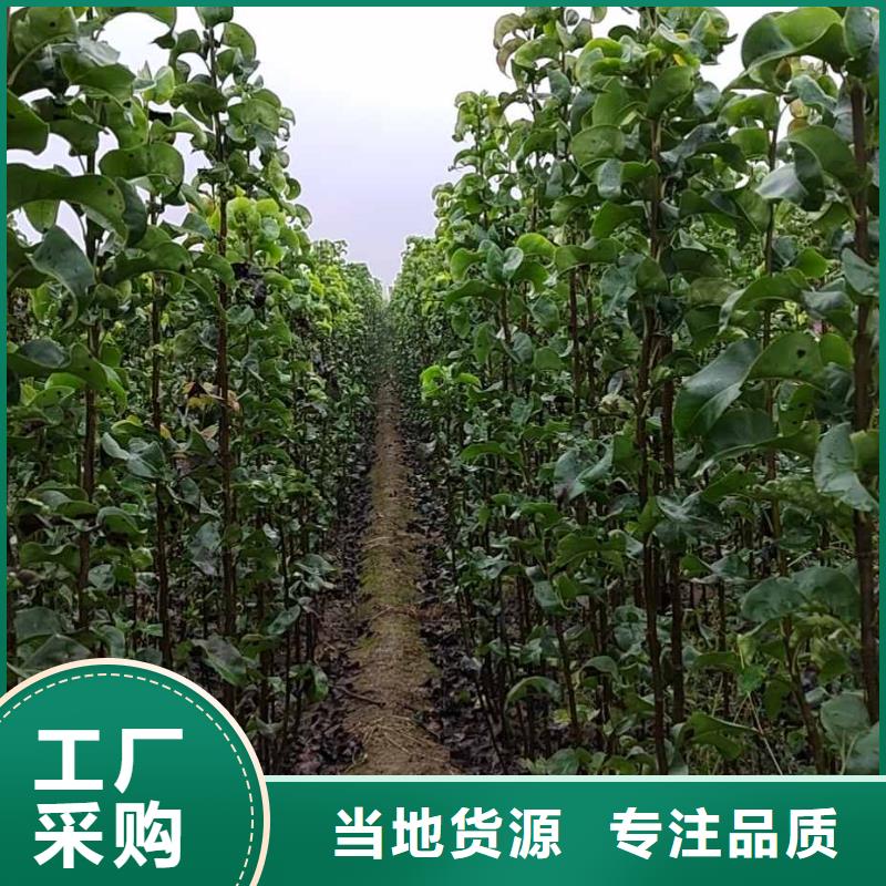 秋月梨苗合作社