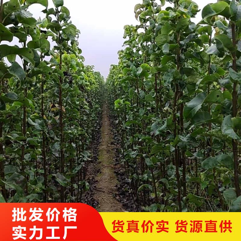 梨香酥梨树苗严格把关质量放心
