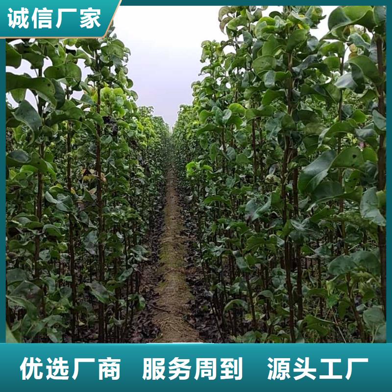 秋月梨种植苗基地