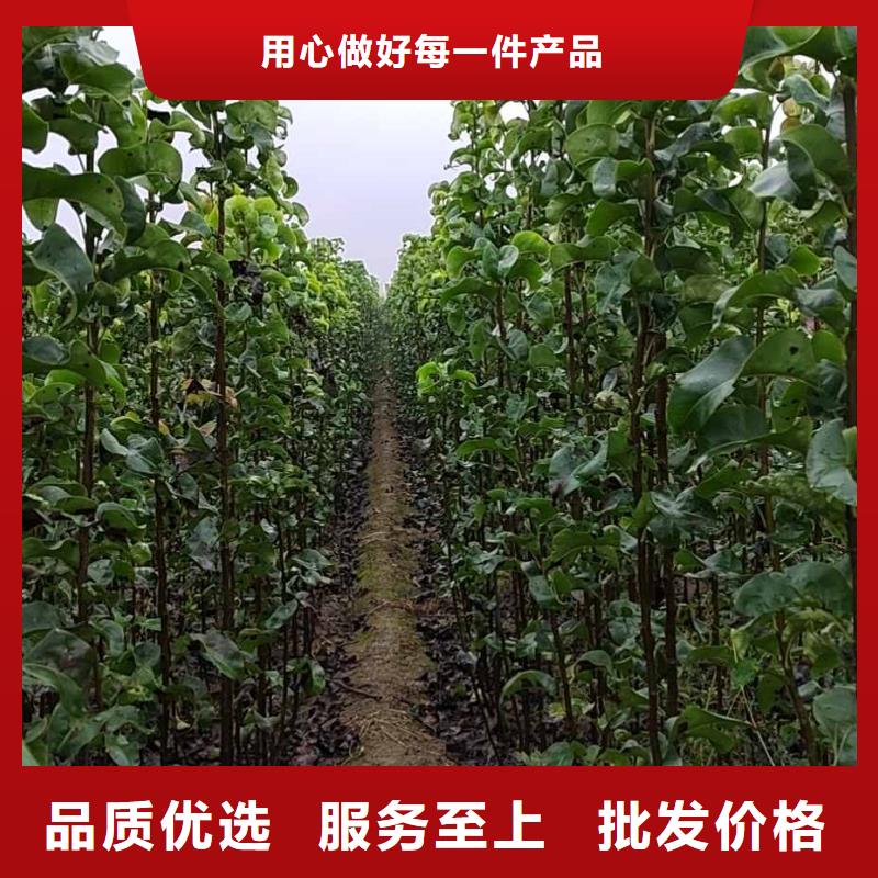 梨黄冠梨树苗详细参数