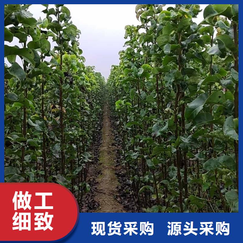 秋月梨种植苗批发低价