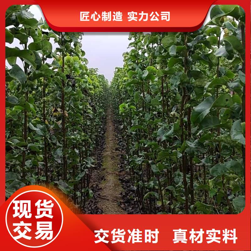 秋月梨苗高产品种