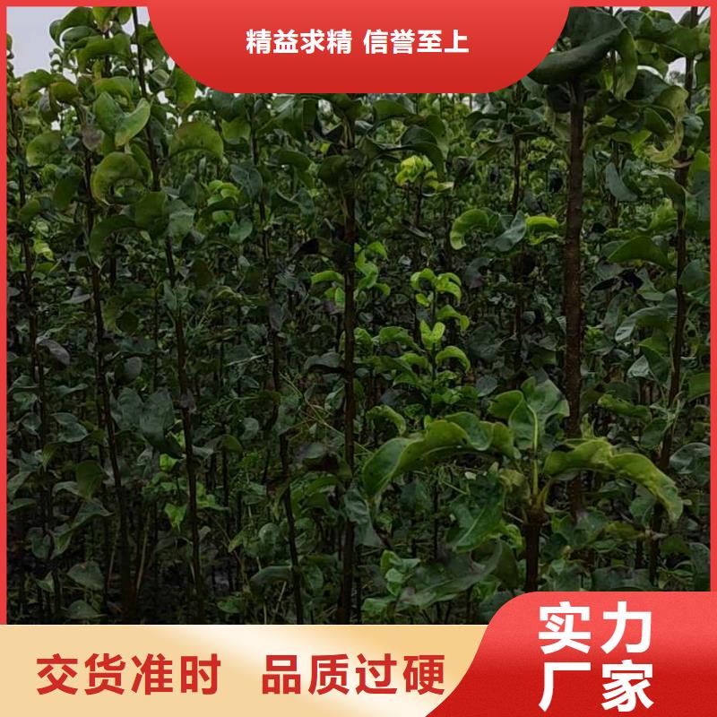 秋月梨苗新品种