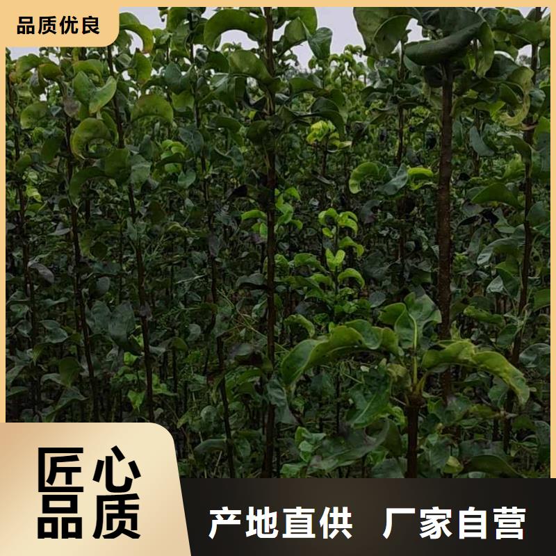 梨梨树苗基地供应商