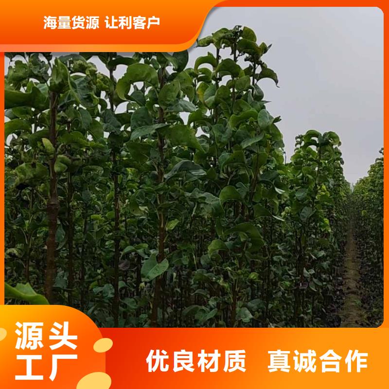 秋月梨种植苗报价