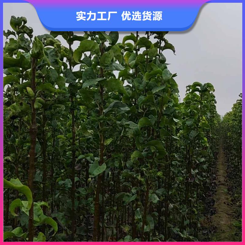 秋月梨种植苗基地