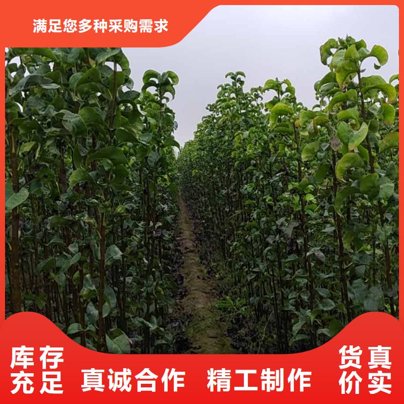 梨,奥红一号梨苗产地直供