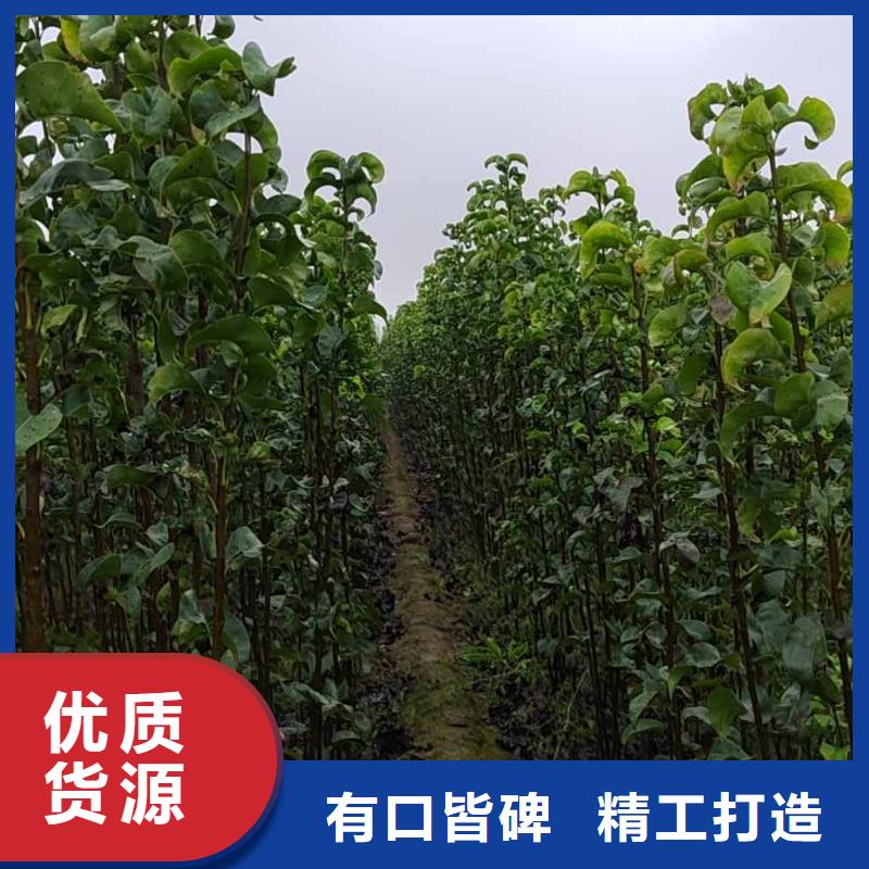 秋月梨种植苗一亩地种植利润