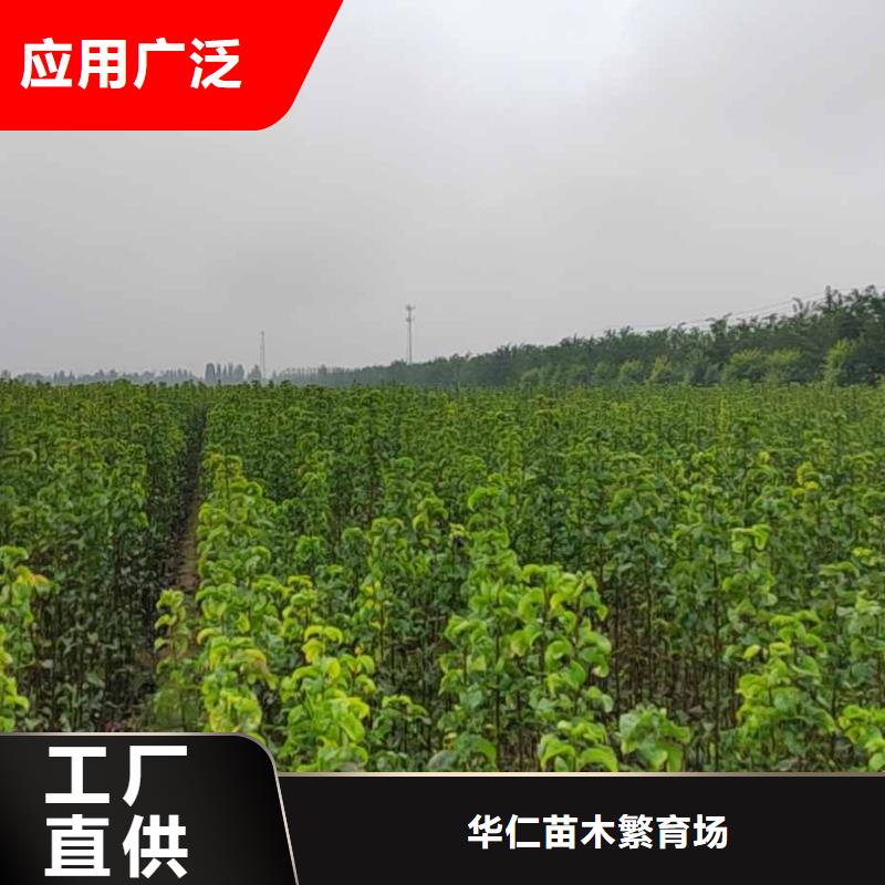 梨皇冠梨树苗买的放心