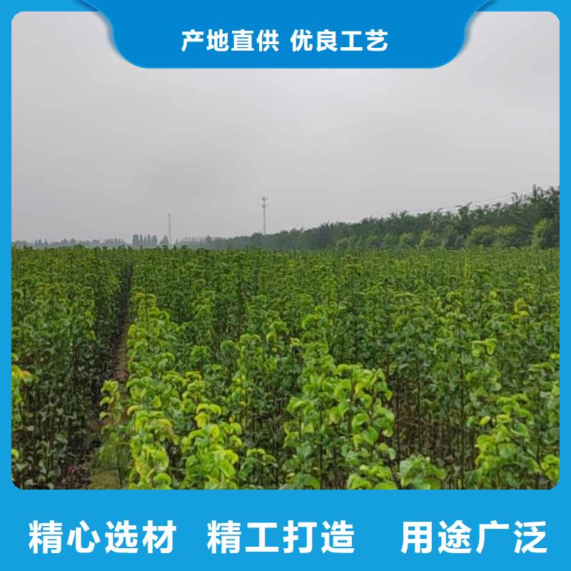 秋月梨苗多少钱一株