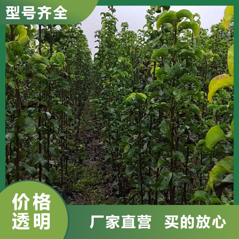 梨香酥梨树苗严格把关质量放心