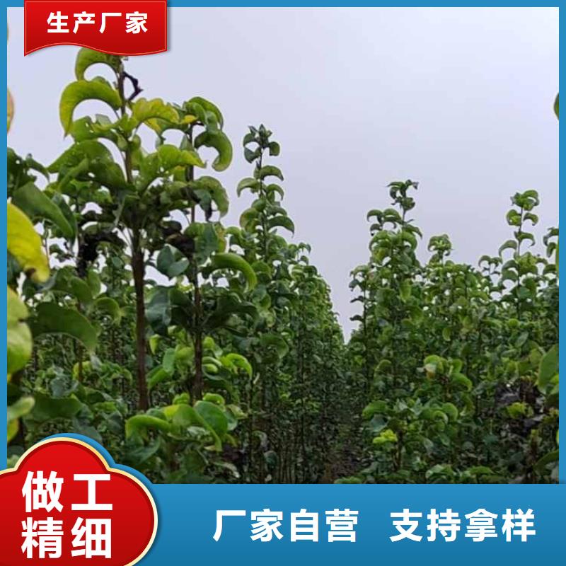 秋月梨苗产地
