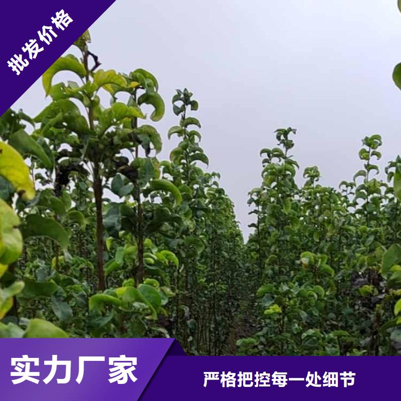 秋月梨种植苗合作社