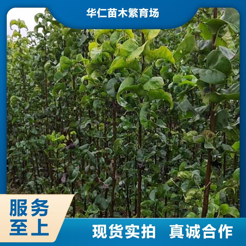 秋月梨苗产地