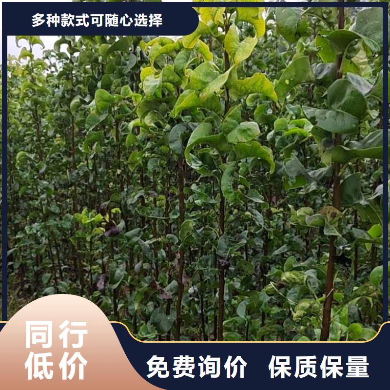 秋月梨苗多少钱一株