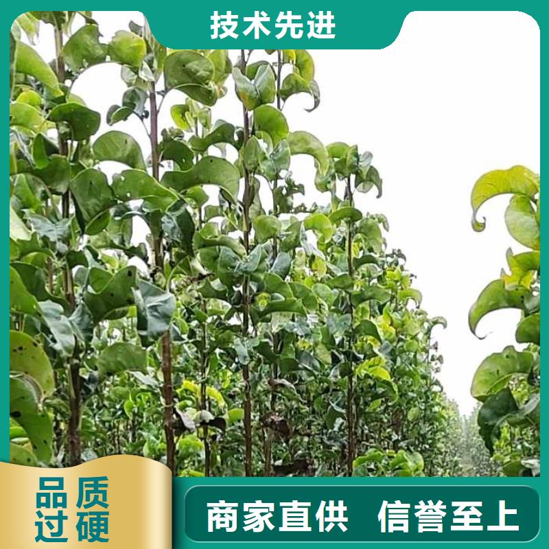 梨香酥梨树苗来图加工定制