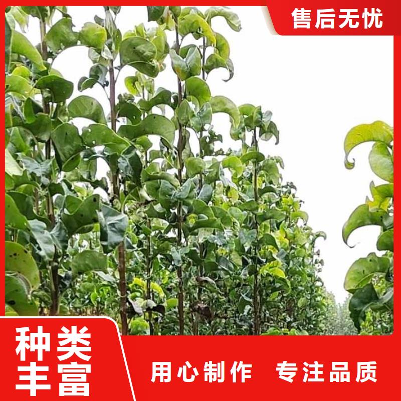 秋月梨树苗零售批发