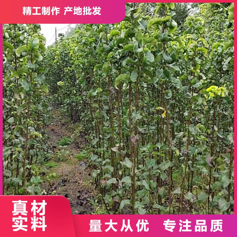 秋月梨苗新品种