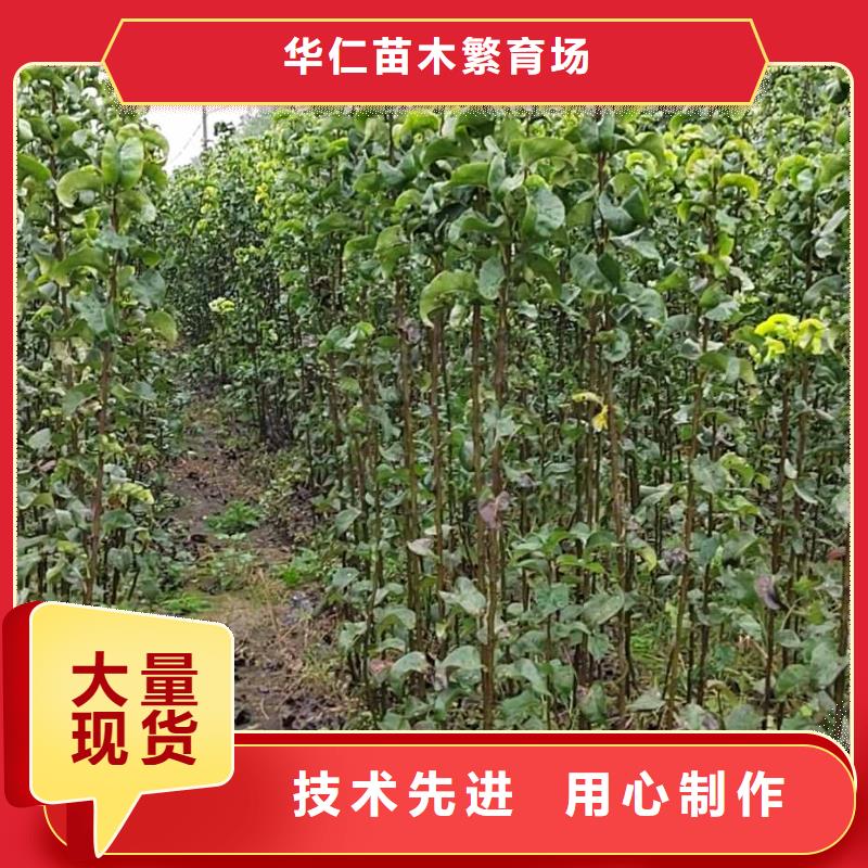 秋月梨苗种植时间