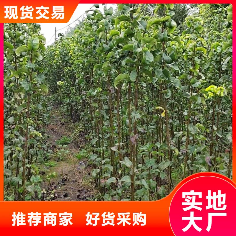 【梨皇冠梨树苗种类丰富】