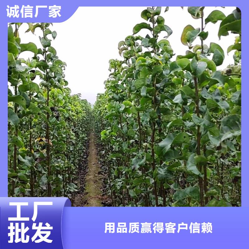 秋月梨苗种植方法及时间