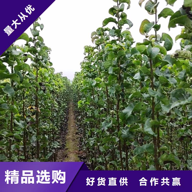 梨梨树苗基地产品实拍