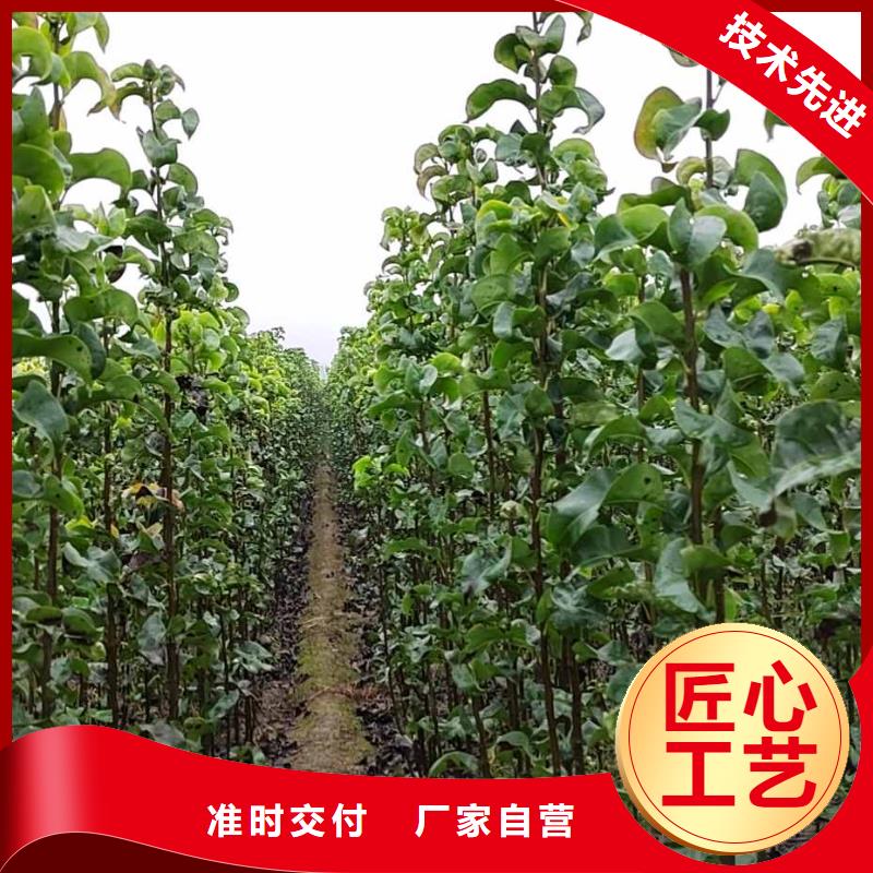 秋月梨苗新品种