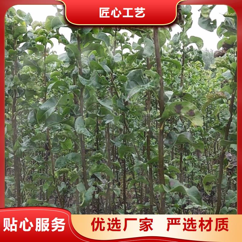 秋月梨苗新品种