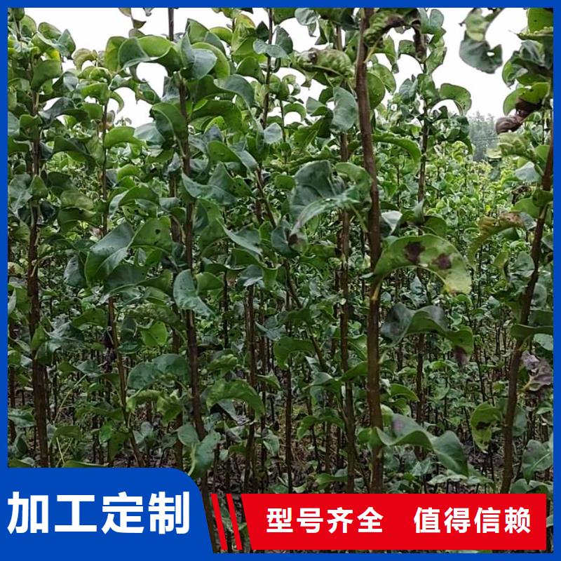 秋月梨苗一亩地需要多少株