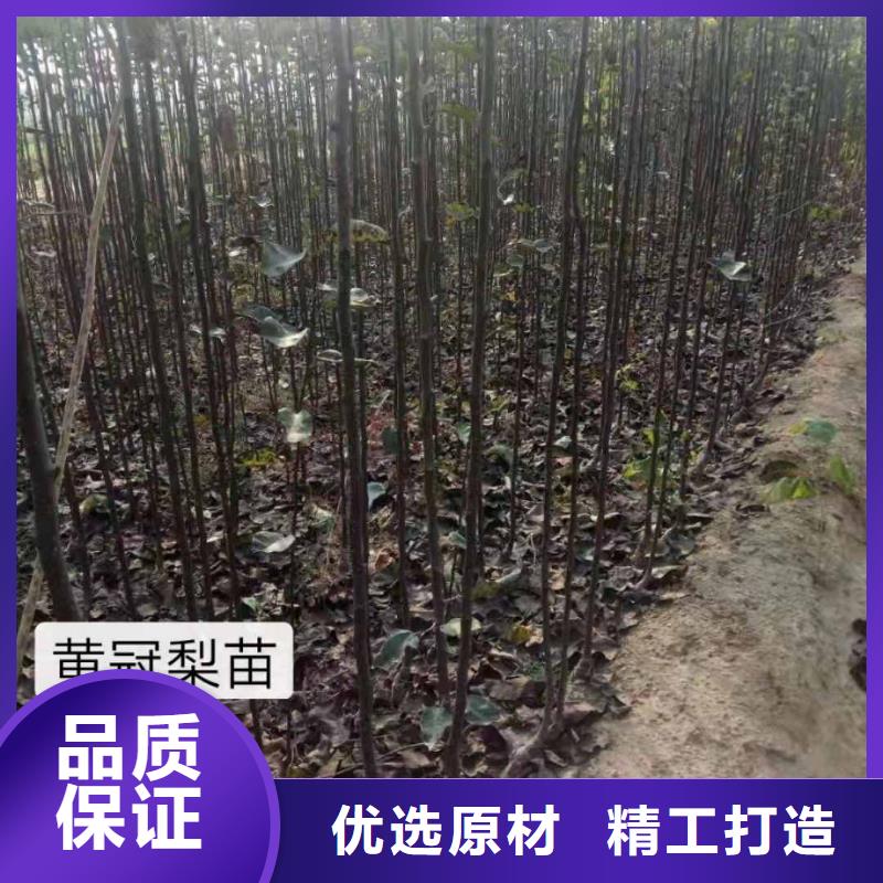 秋月梨种植苗品种介绍