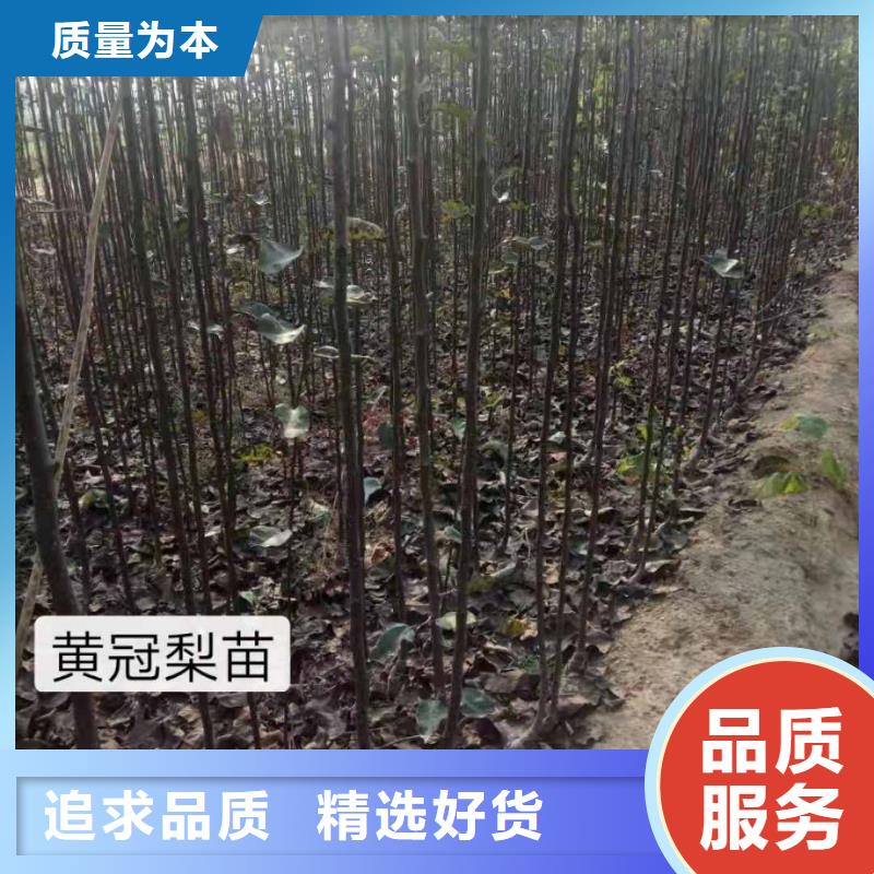 秋月梨种植苗专业合作社