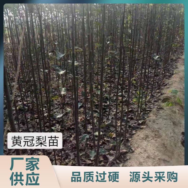 秋月梨树苗怎样购买