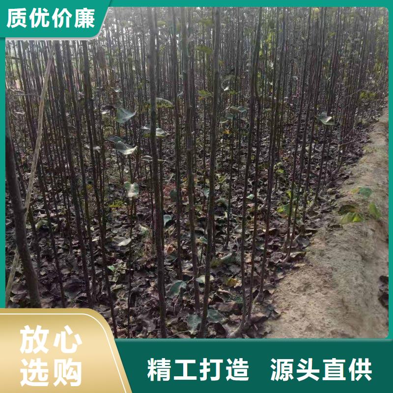 秋月梨树苗基地