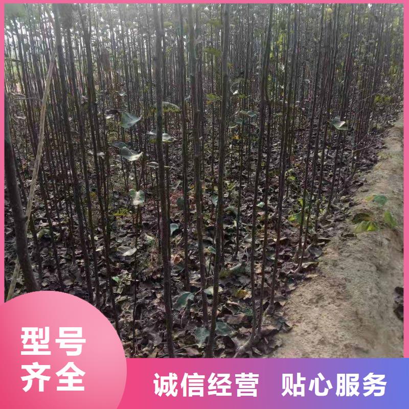梨杜梨苗来图定制量大从优