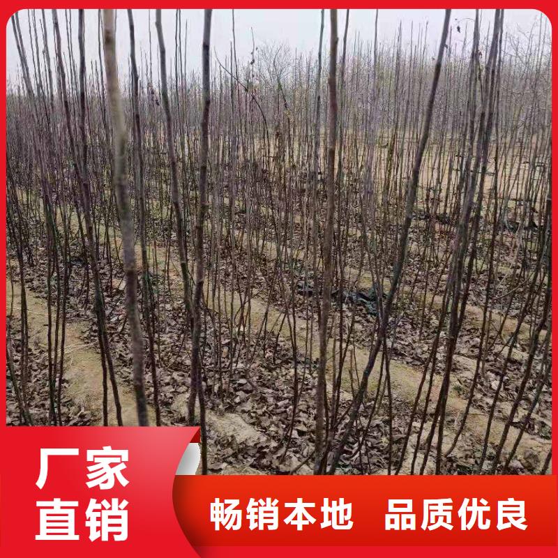 秋月梨苗高产品种