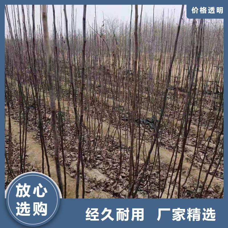秋月梨苗新品种
