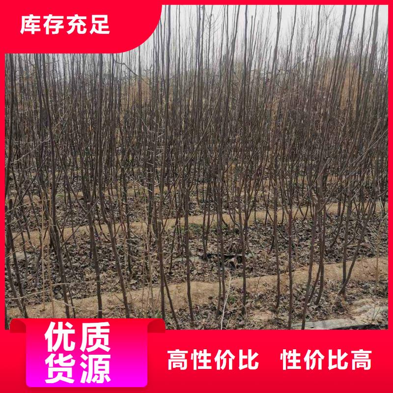 秋月梨树苗什么价格