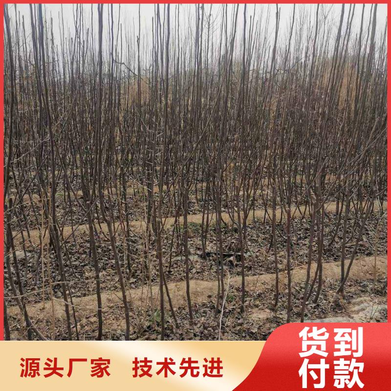 梨【山桃苗】发货迅速