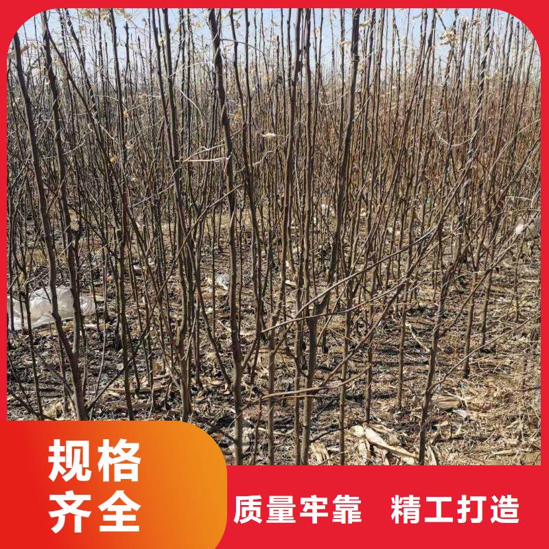 秋月梨树苗批发多少钱