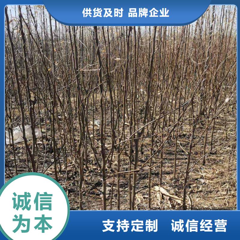 梨梨树苗基地供应商