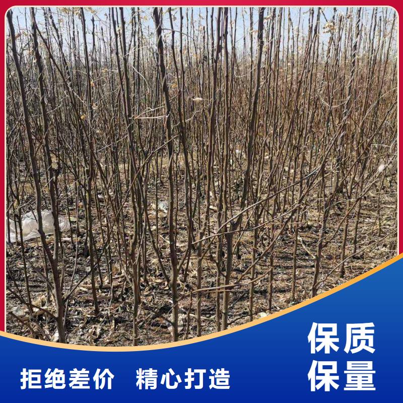 秋月梨树苗报价